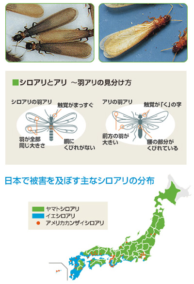 羽アリの見分け ヤマトシロアリとイエシロアリ