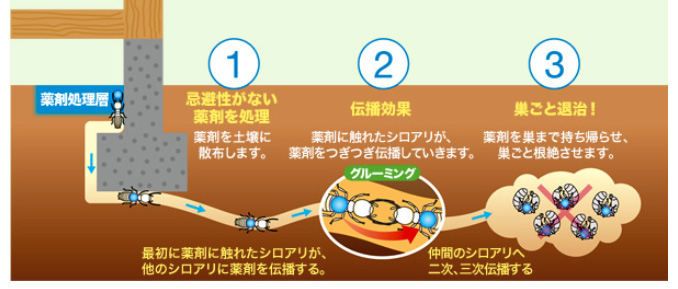 シロアリを巣ごと退治